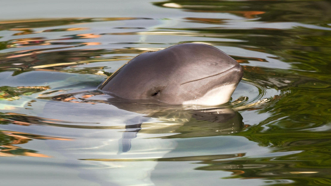 Schweinswal im Meer hält den Kopf aus dem Wasser